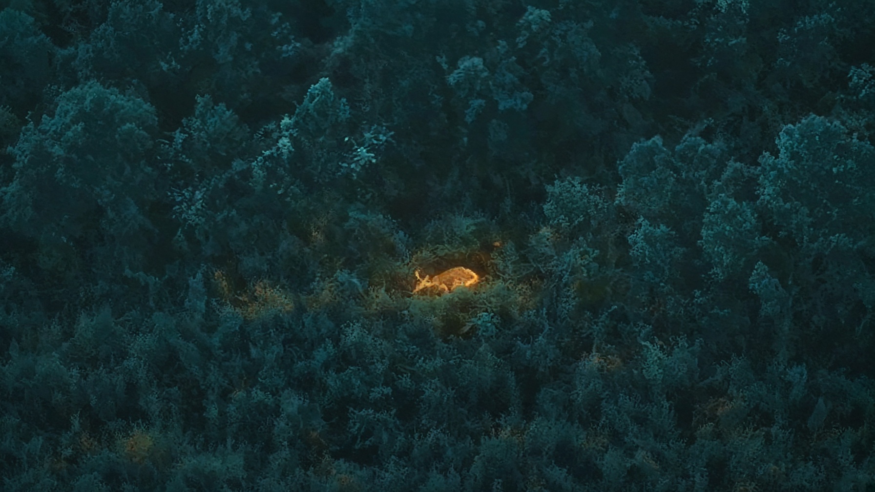 Thermal aerial of timber at night