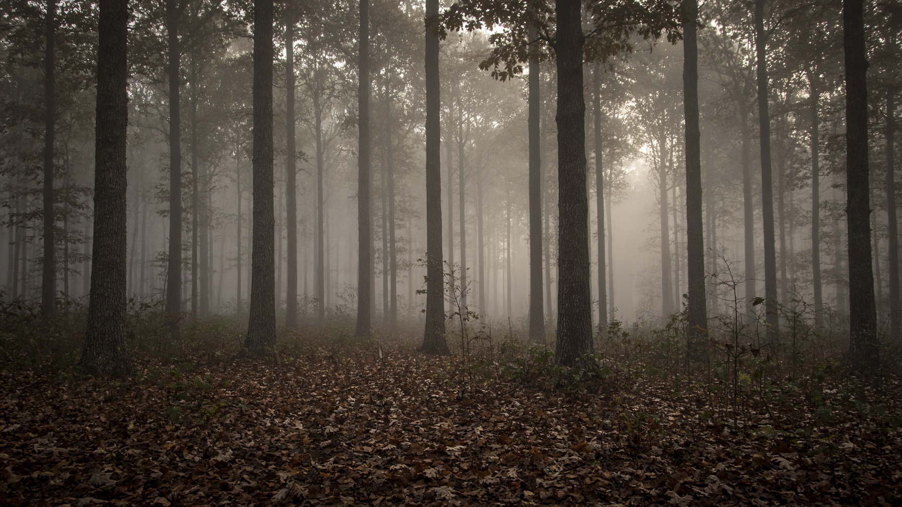 Fog in hardwood timber
